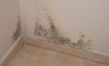 Odstraňování plísně